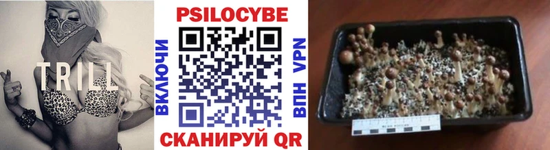 Галлюциногенные грибы Psilocybine cubensis  Кувшиново 